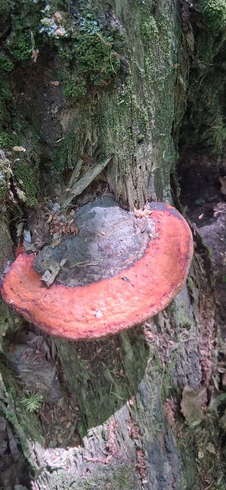 Fomitopsis pinicola