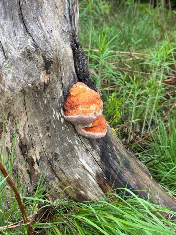 Fomitopsis pinicola