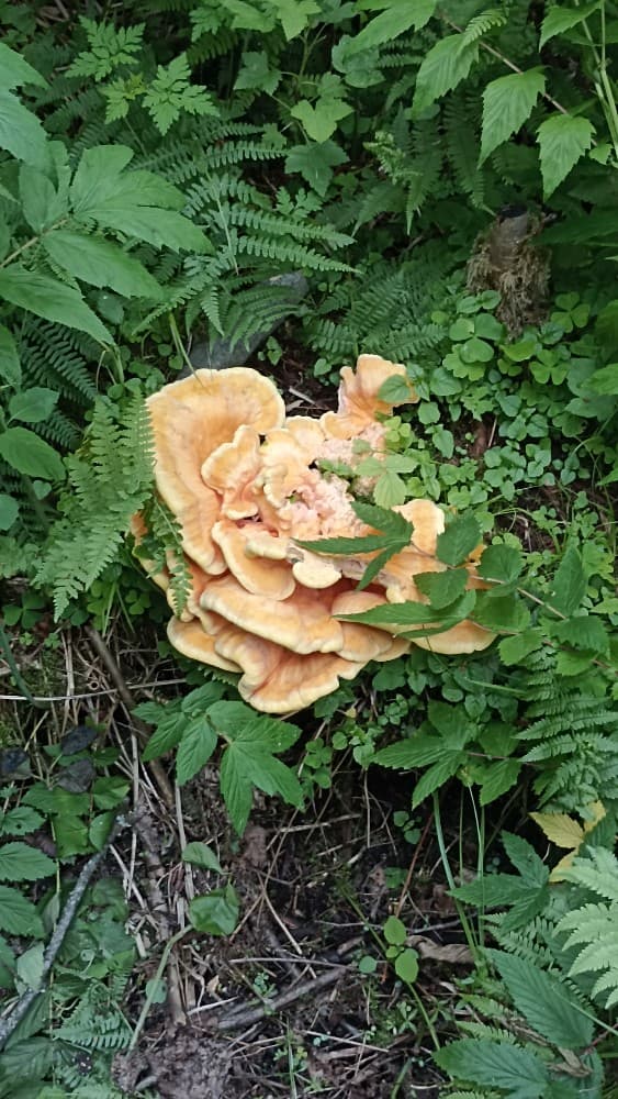 Laetiporus sulphureus