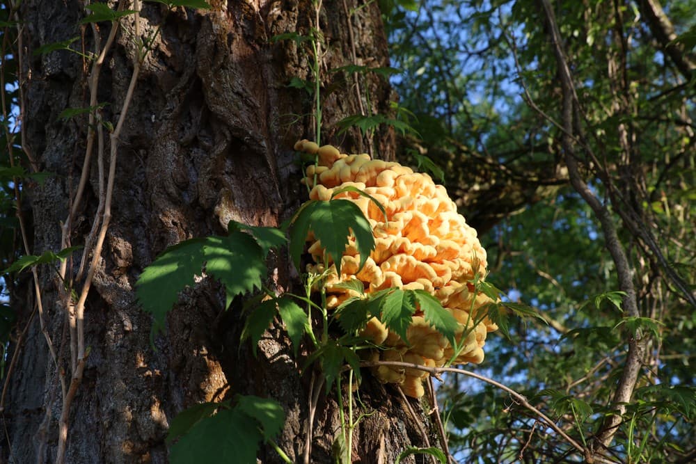 Laetiporus sulphureus