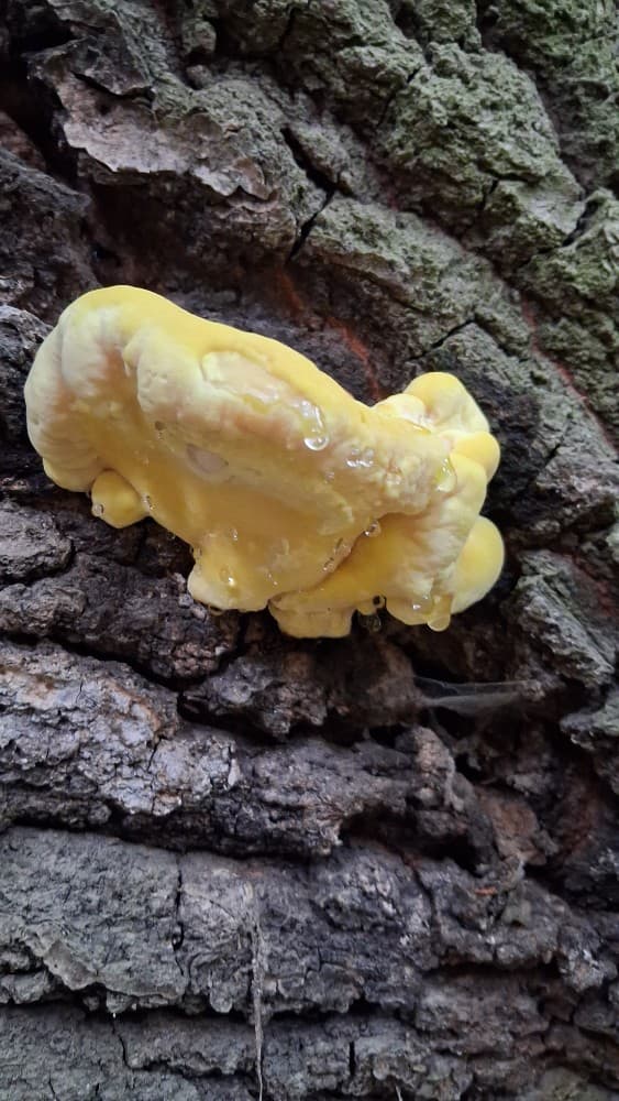 Laetiporus sulphureus