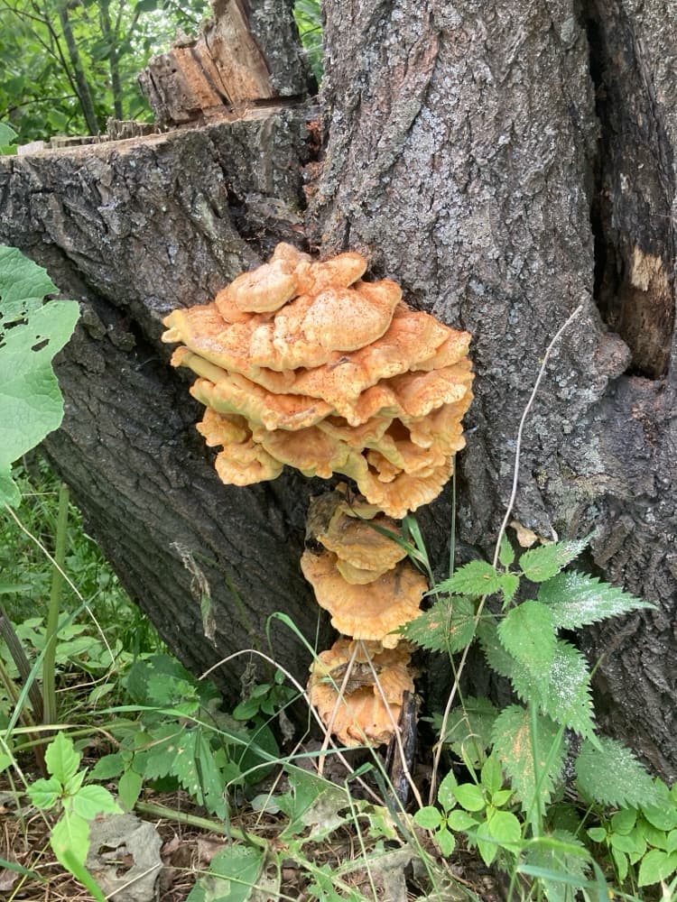 Laetiporus sulphureus
