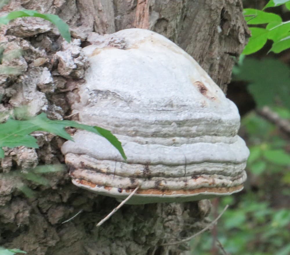 Fomes fomentarius