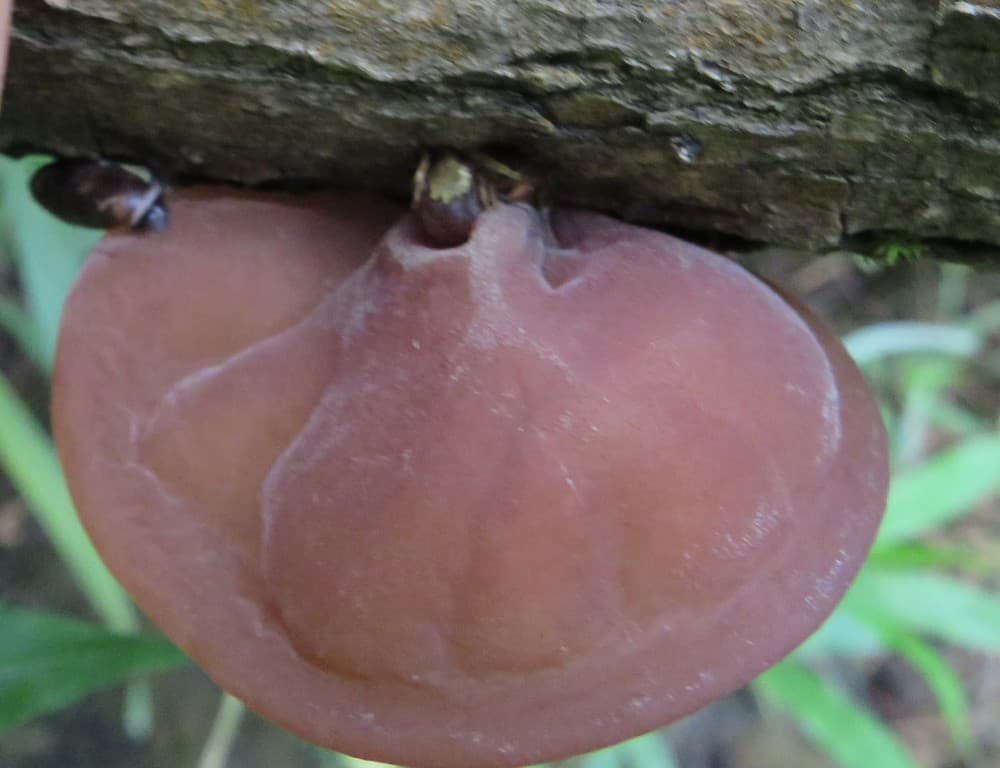 Auricularia auricula-judae