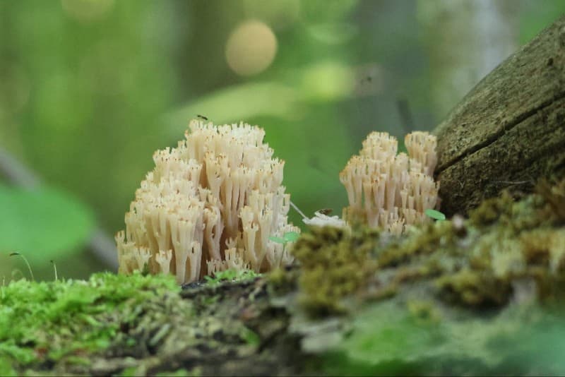 Artomyces pyxidatus