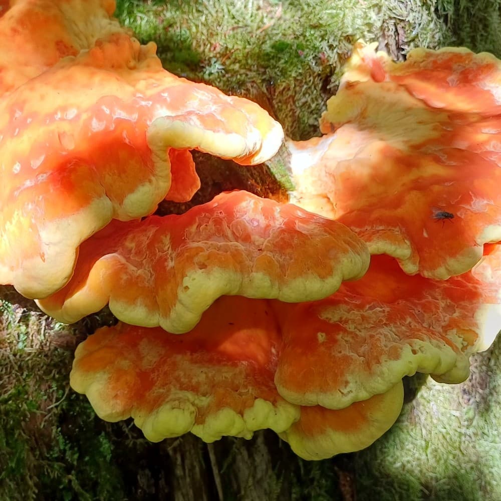 Laetiporus sulphureus