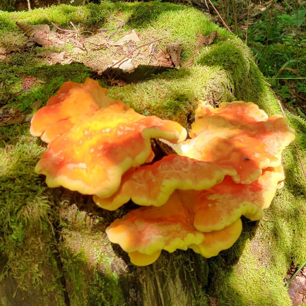 Laetiporus sulphureus