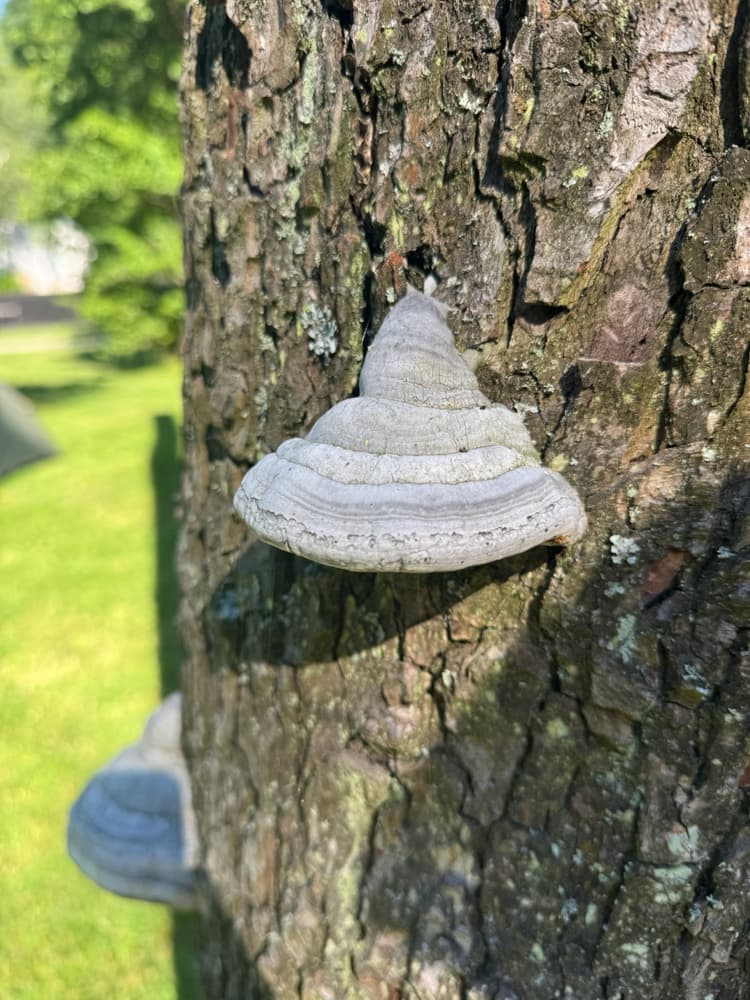 Fomes fomentarius