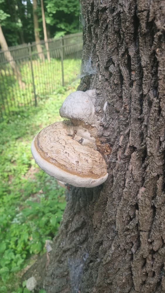 Fomes fomentarius