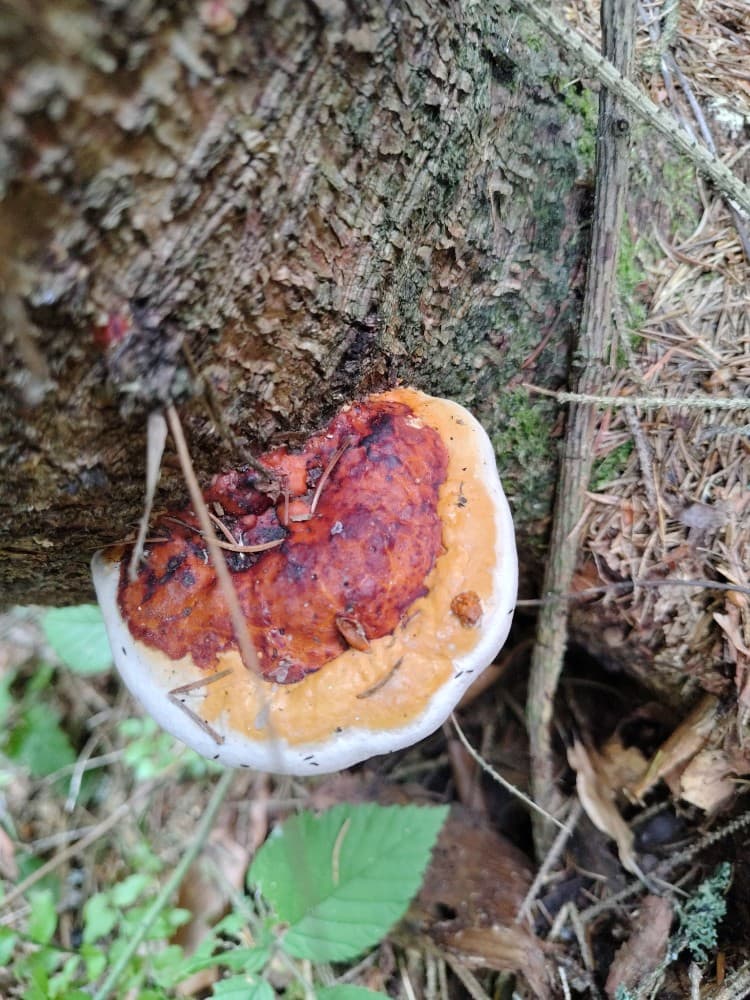 Fomitopsis pinicola