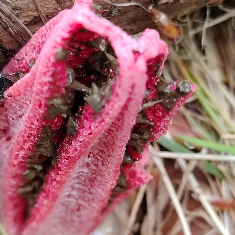 Clathrus archeri