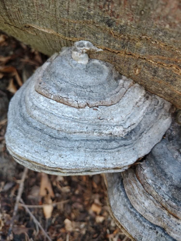 Fomes fomentarius