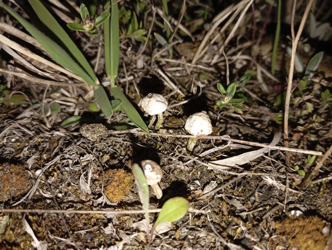 Tulostoma Pers., 1794
