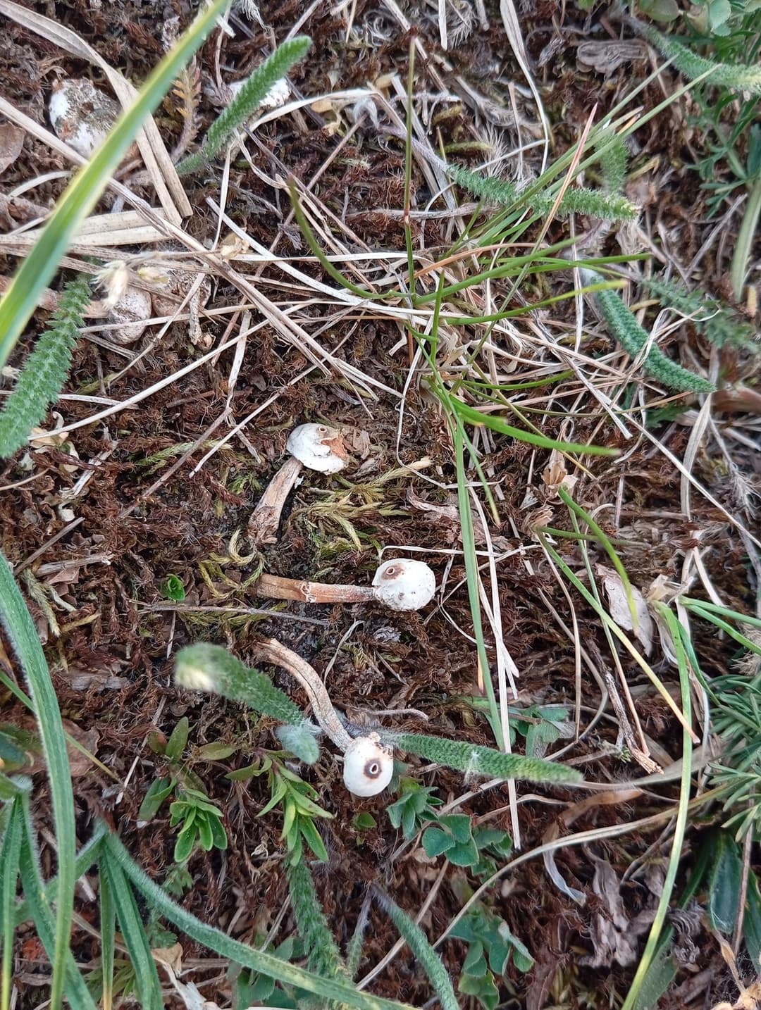 Tulostoma Pers., 1794