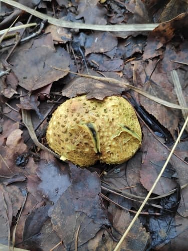 Tęgoskór cytrynowy
