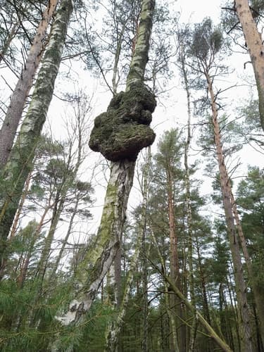 Szczeciniakowate