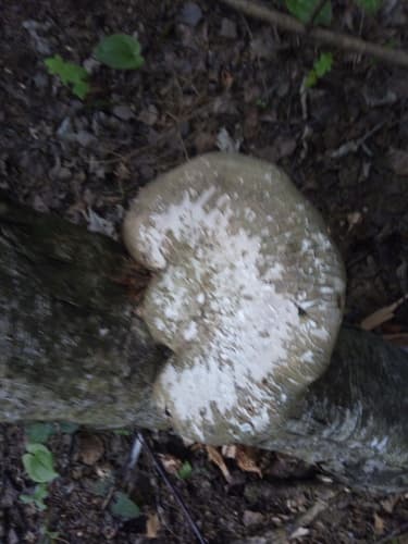 Białoporek brzozowy