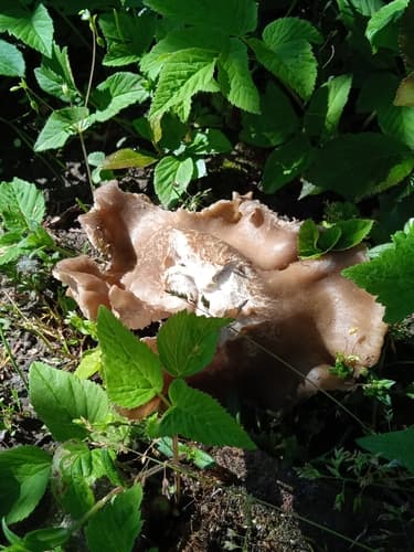 Pieczarkowce