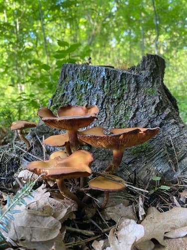 Kuehneromyces