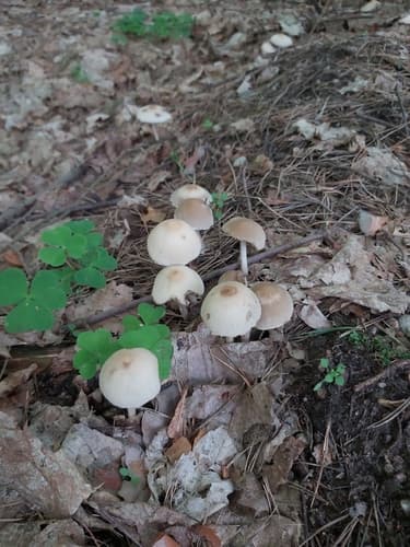 Kruchaweczka zaroślowa