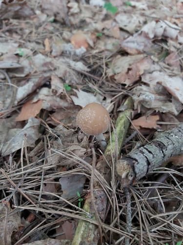 Kruchaweczka