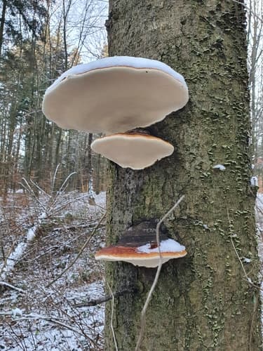 Pniarek obrzeżony