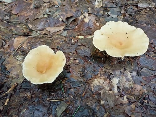 Infundibulicybe