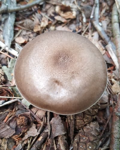 Pieczarkowce