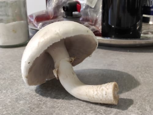 Pieczarka