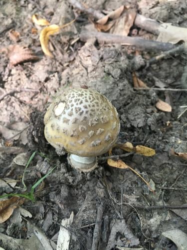 Amanita