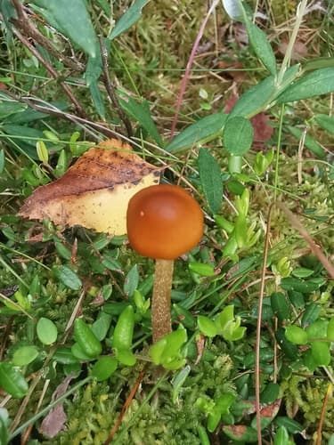 Pieczarniaki