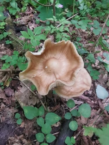 Drobnołuszczak jeleni