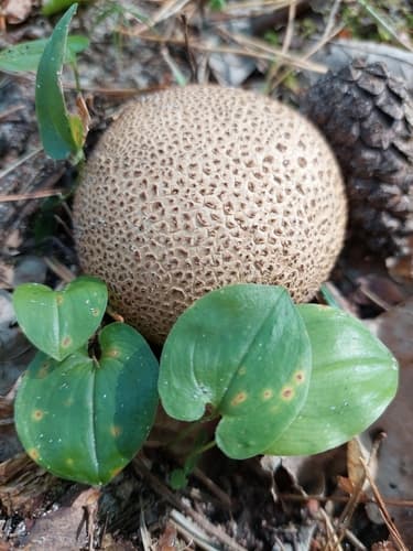 Tęgoskór cytrynowy