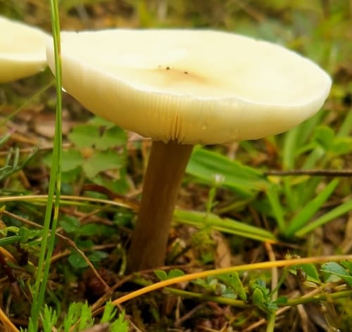 Pieczarkowce