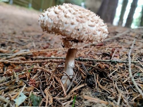 Chlorophyllum