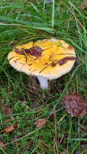 Gołąbek jasnożółty