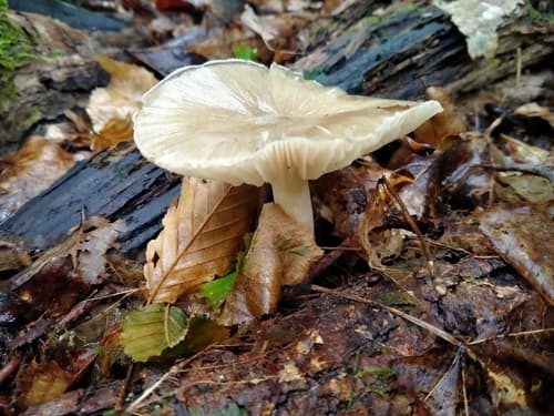 Megacollybia