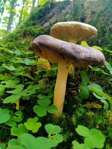 Gołąbek zielonawofioletowy