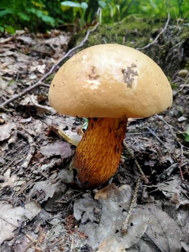 Modroborowik ponury