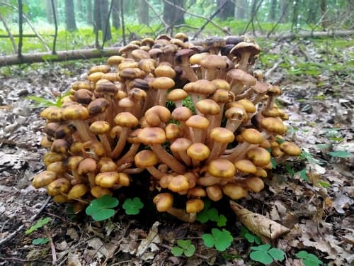 Opieńka