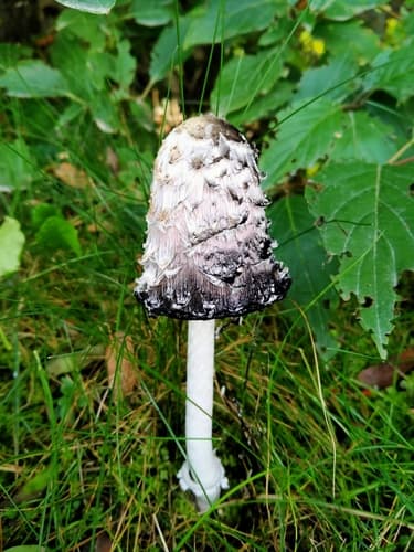 Czernidłak kołpakowaty