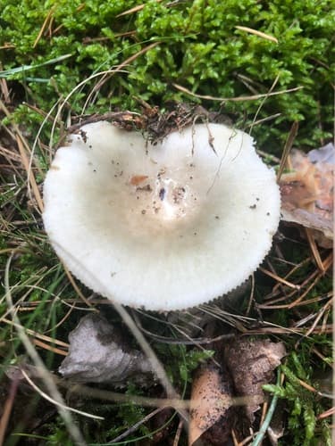 Heterophyllidiae