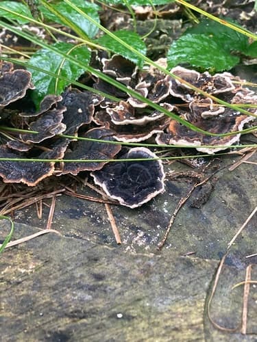 Chropiatka pospolita