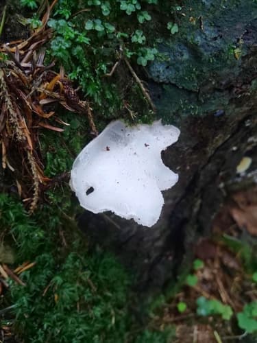 Pseudohydnum