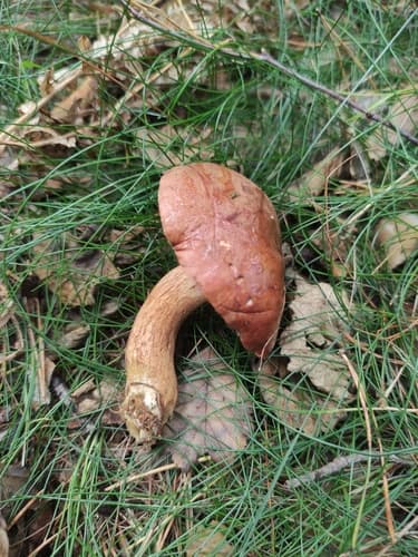 Podgrzybek brunatny