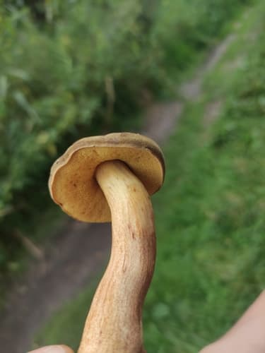 Borowikowate