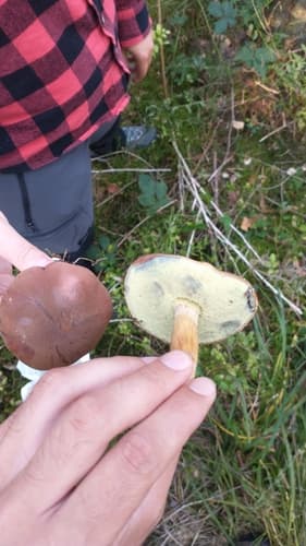Podgrzybek brunatny