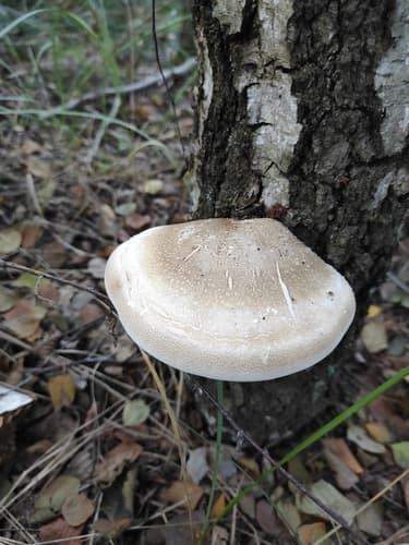 Białoporek brzozowy