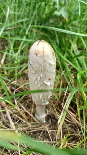Czernidłak kołpakowaty