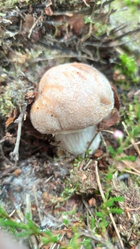 Płachetka zwyczajna